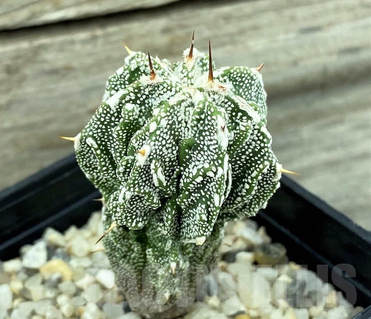 SET 18 Astrophytum hybrid mix 4 pcs - Obrázek 5