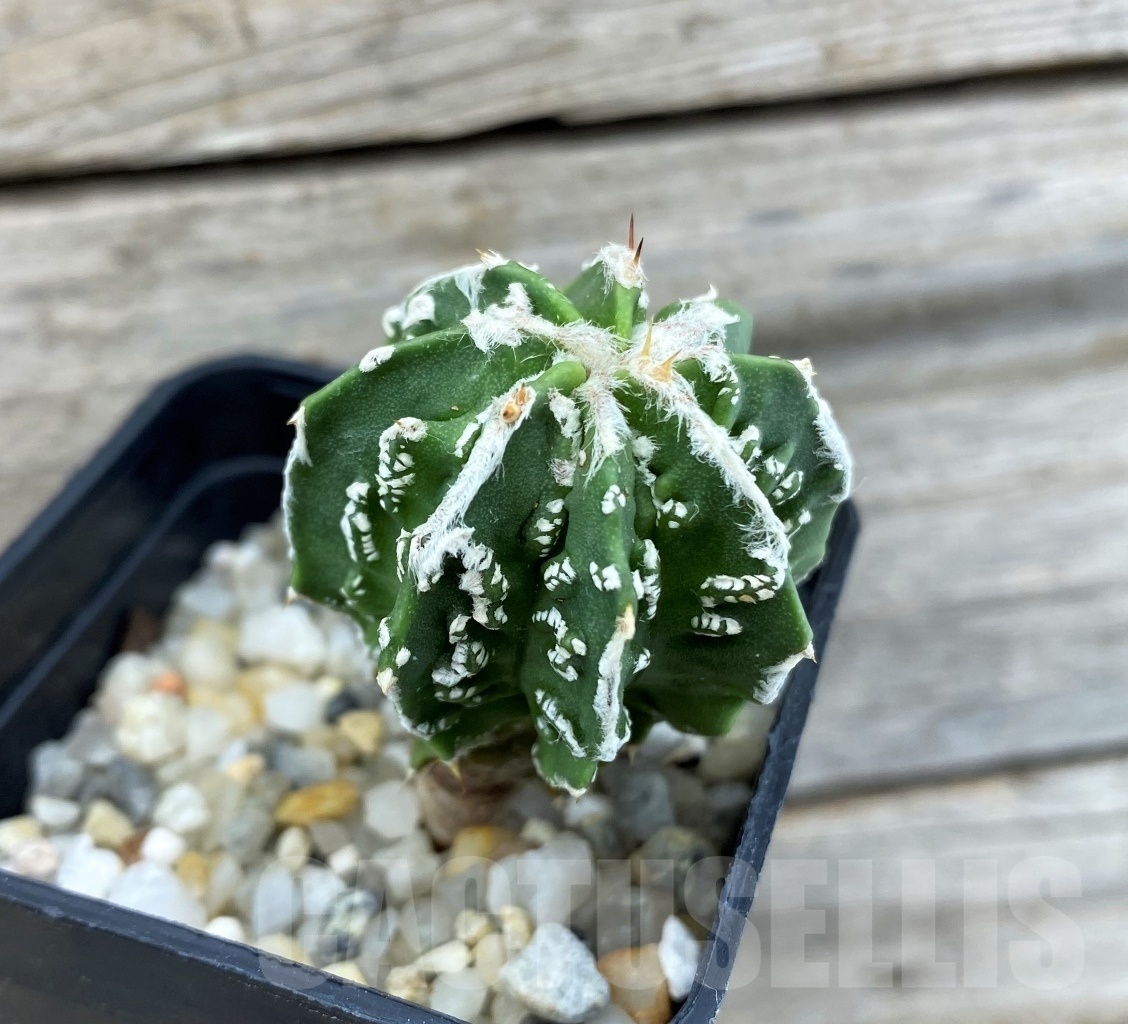 SET 19 Astrophytum hybrid mix 4 pcs - Image 3