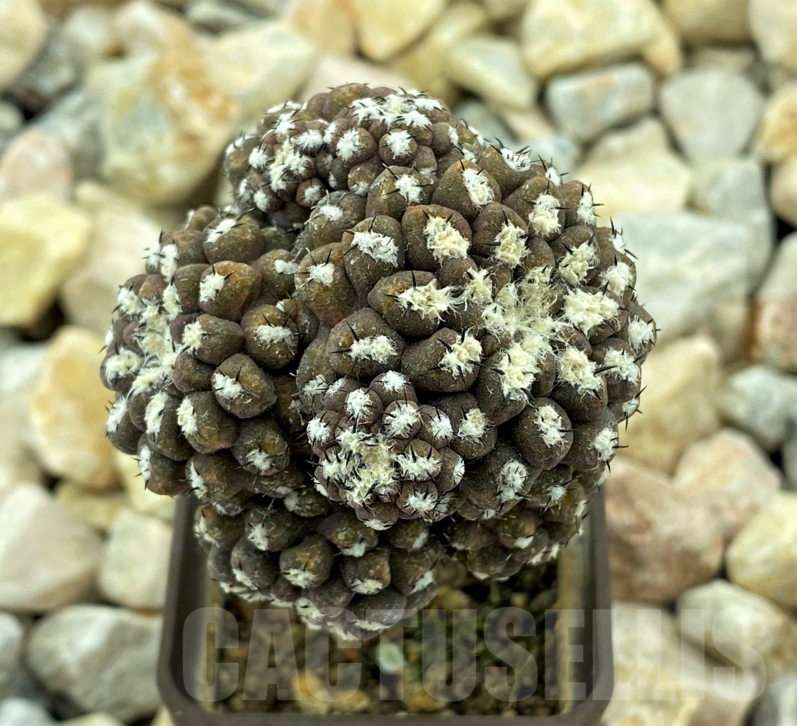 SHPR10448 Thelocephala fankhauseri, grafted