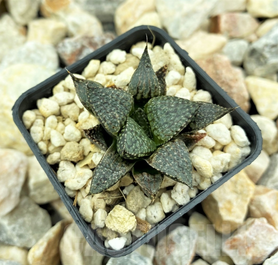 SHPR10733 Haworthia magnifica v. splendens hybrid