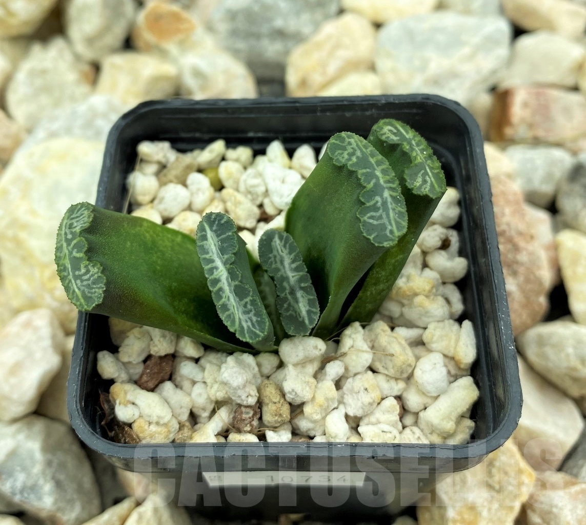SHPR10734 Haworthia truncata Japan
