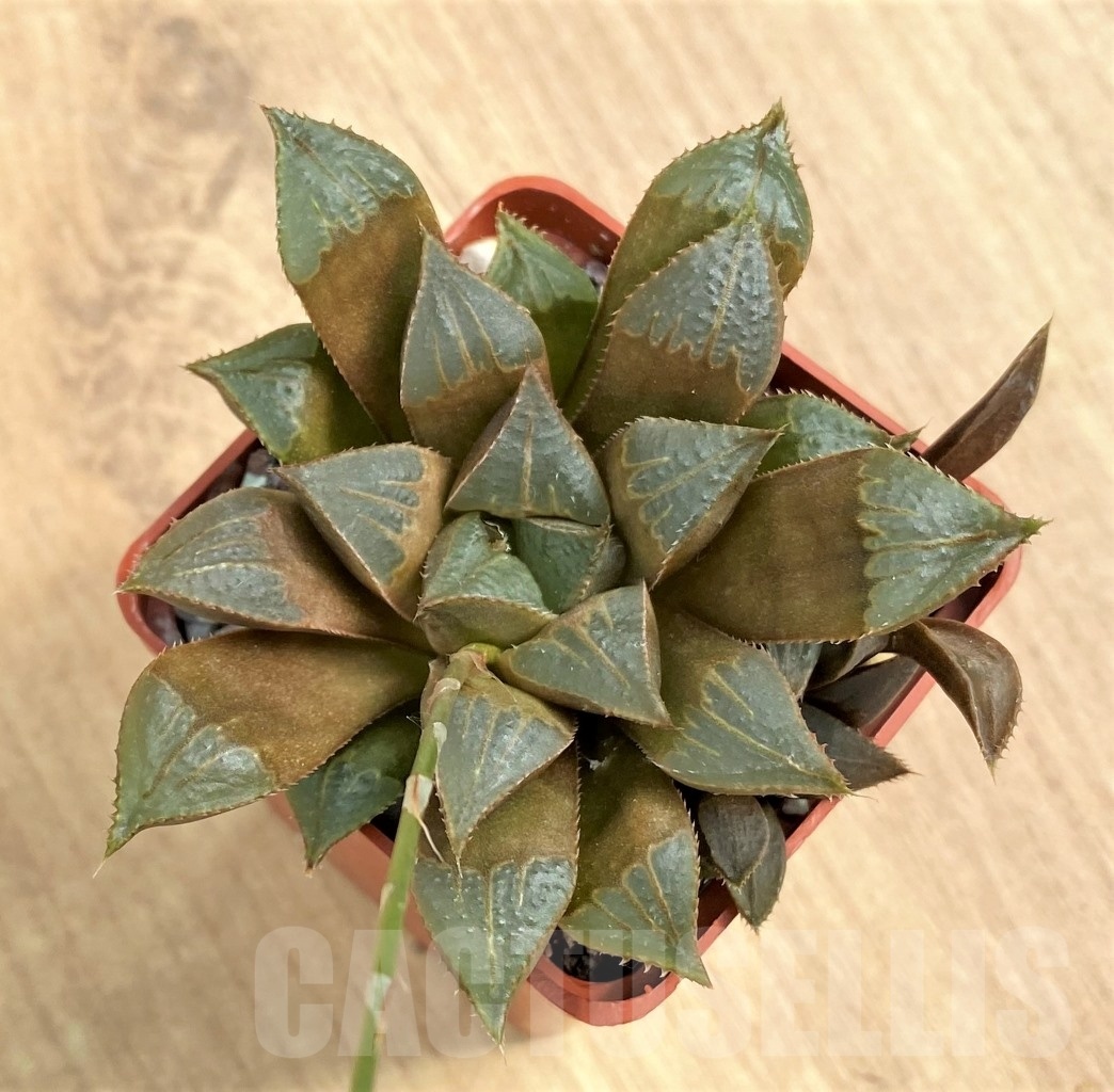 SHPR10687 Haworthia mirabilis 'Mundula' - Image 2