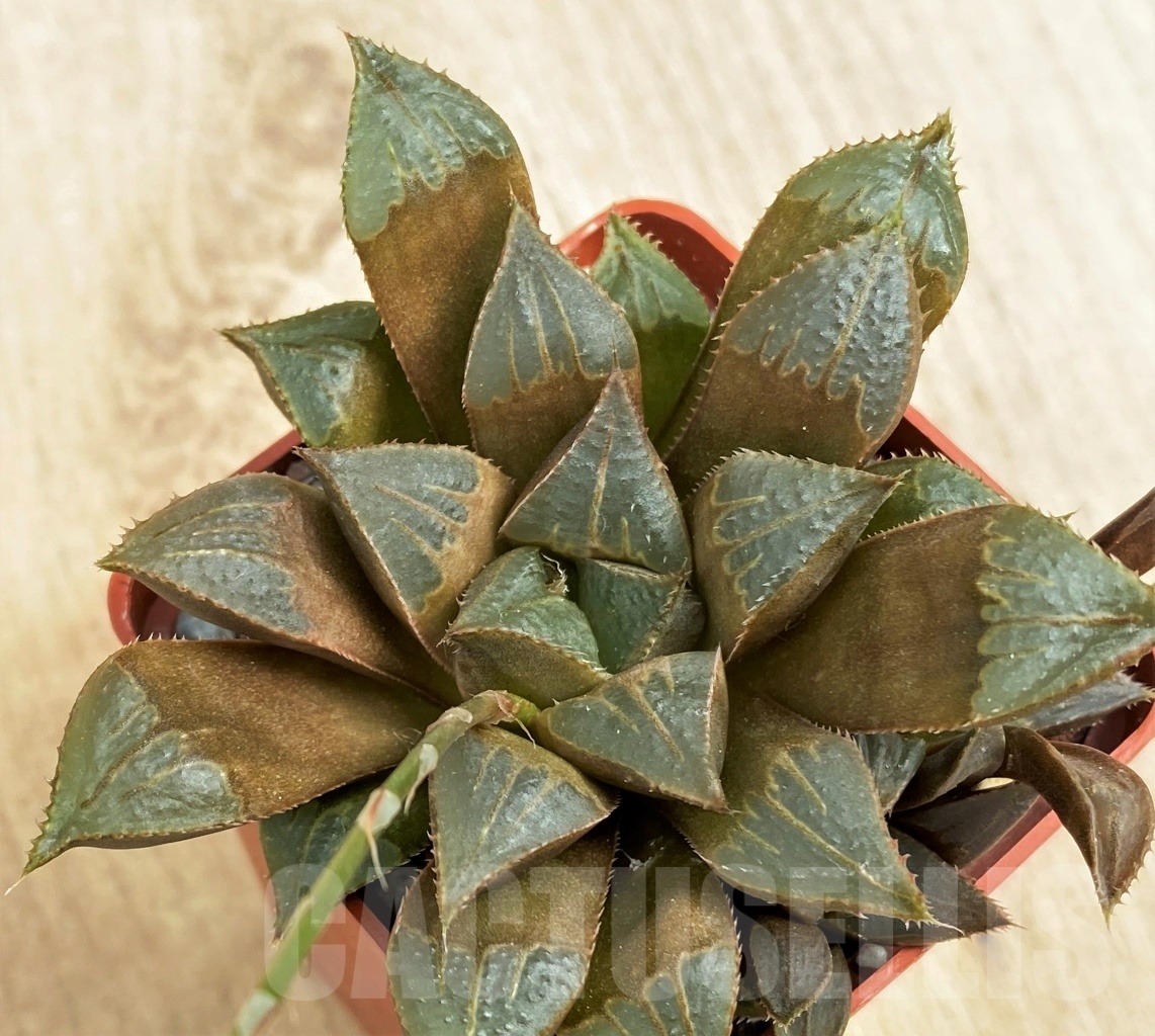 SHPR10687 Haworthia mirabilis 'Mundula'