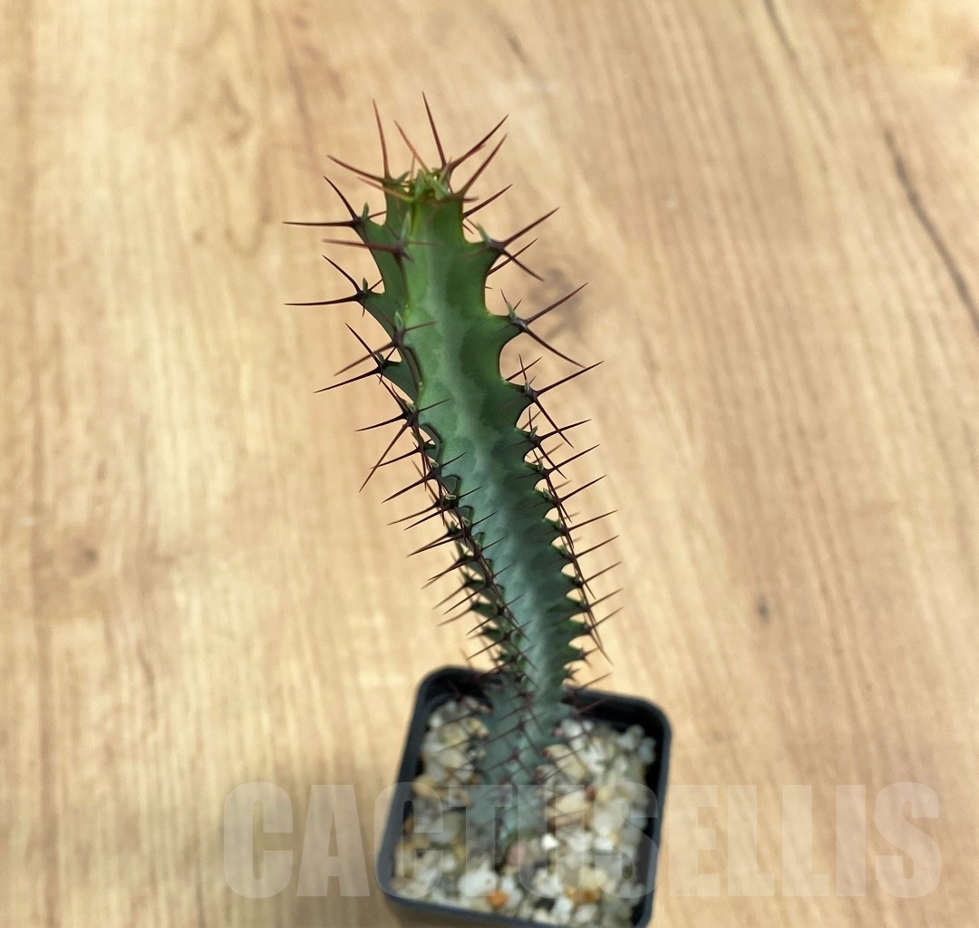 SHPR10688 Euphorbia - Image 3