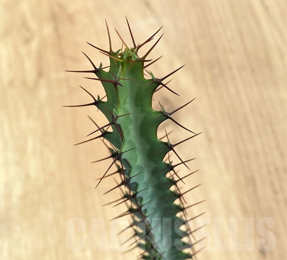 SHPR10688 Euphorbia - Image 2