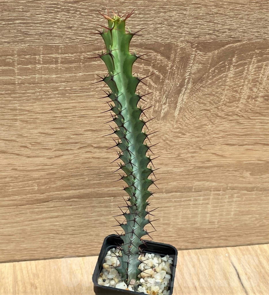 SHPR10688 Euphorbia