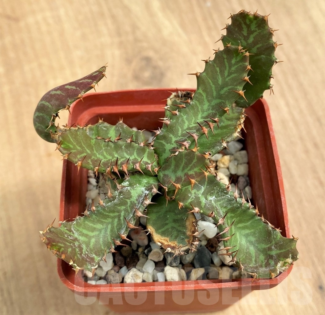 SHPR10690 Euphorbia stellata