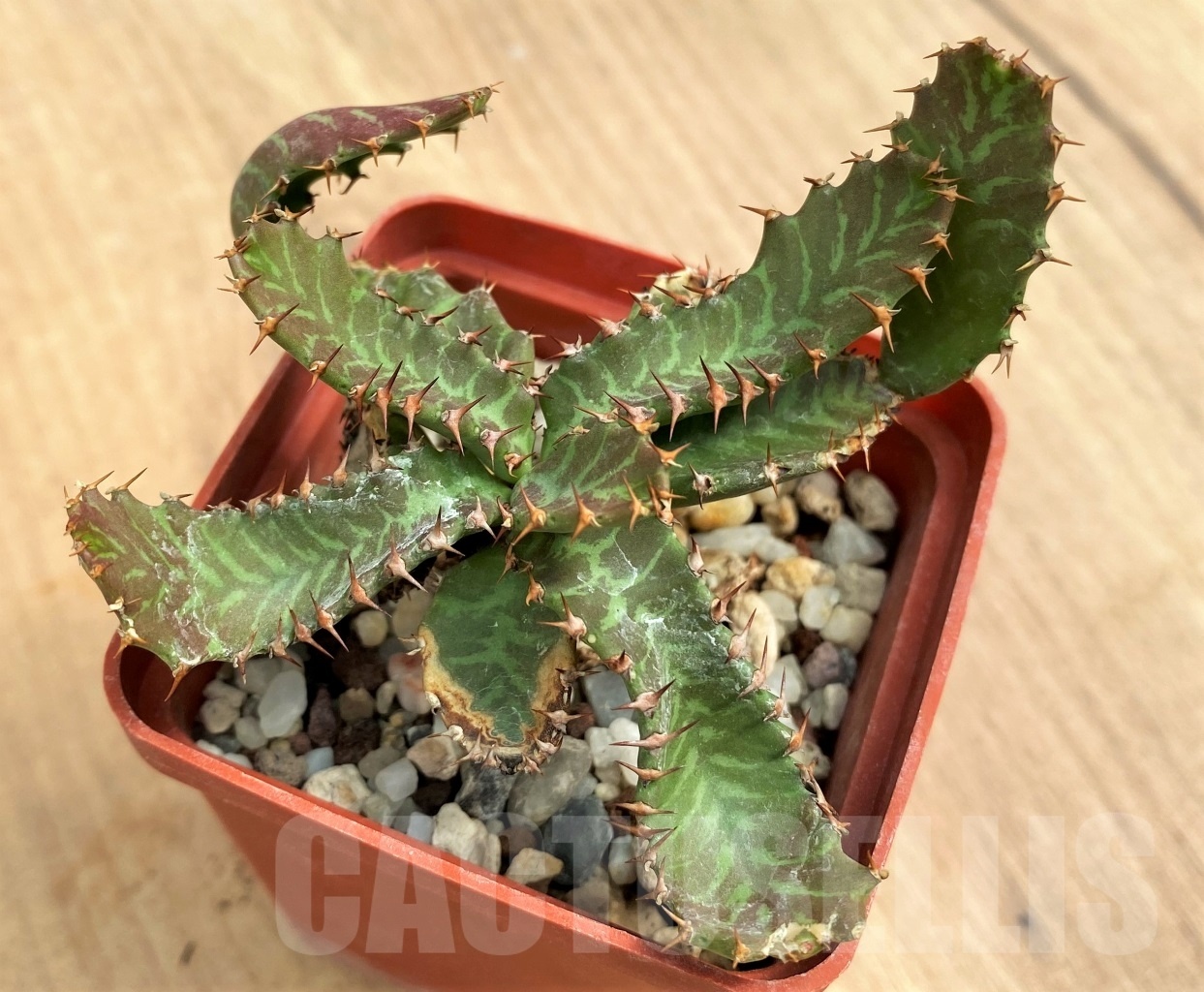 SHPR10690 Euphorbia stellata – Bild 2