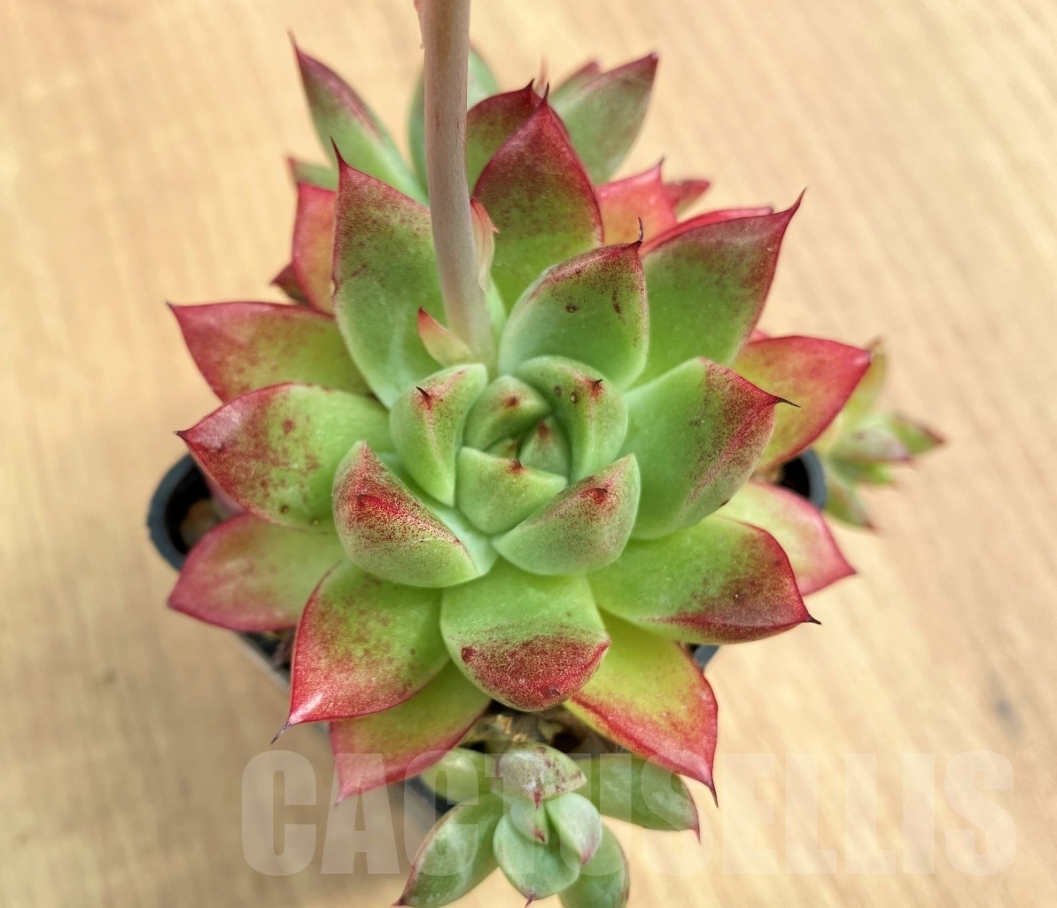 SHPR10691 Echeveria agavoides