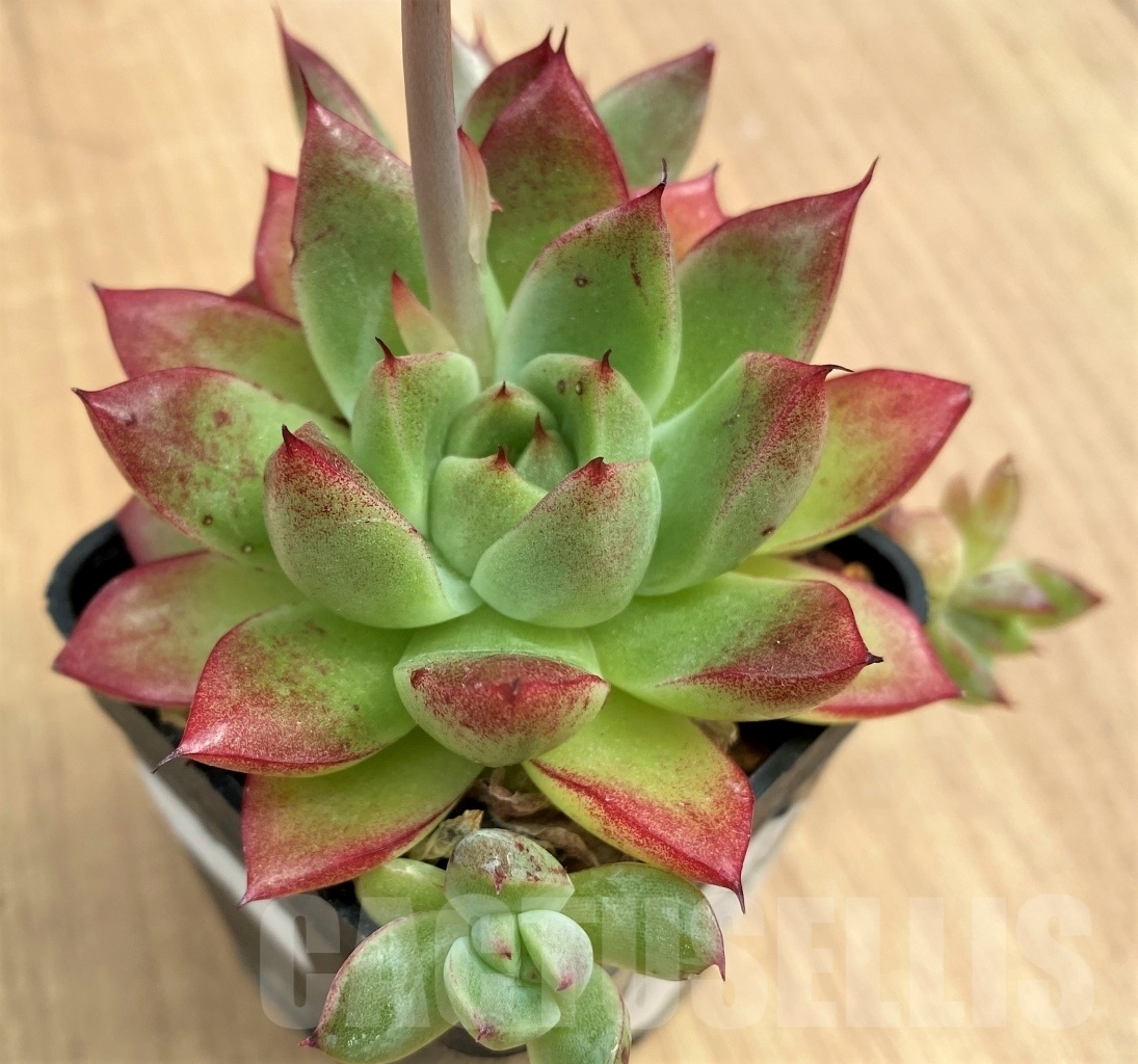 SHPR10691 Echeveria agavoides - Image 2