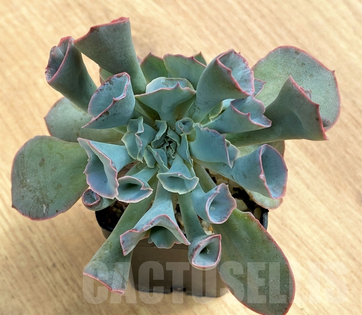 SHPR10692 Echeveria 'Trumpet Pinky'
