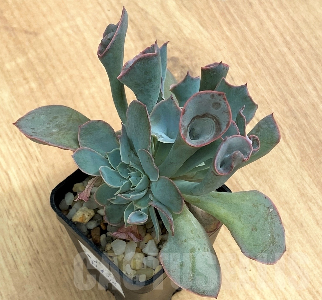 SHPR10692 Echeveria 'Trumpet Pinky' - Image 2