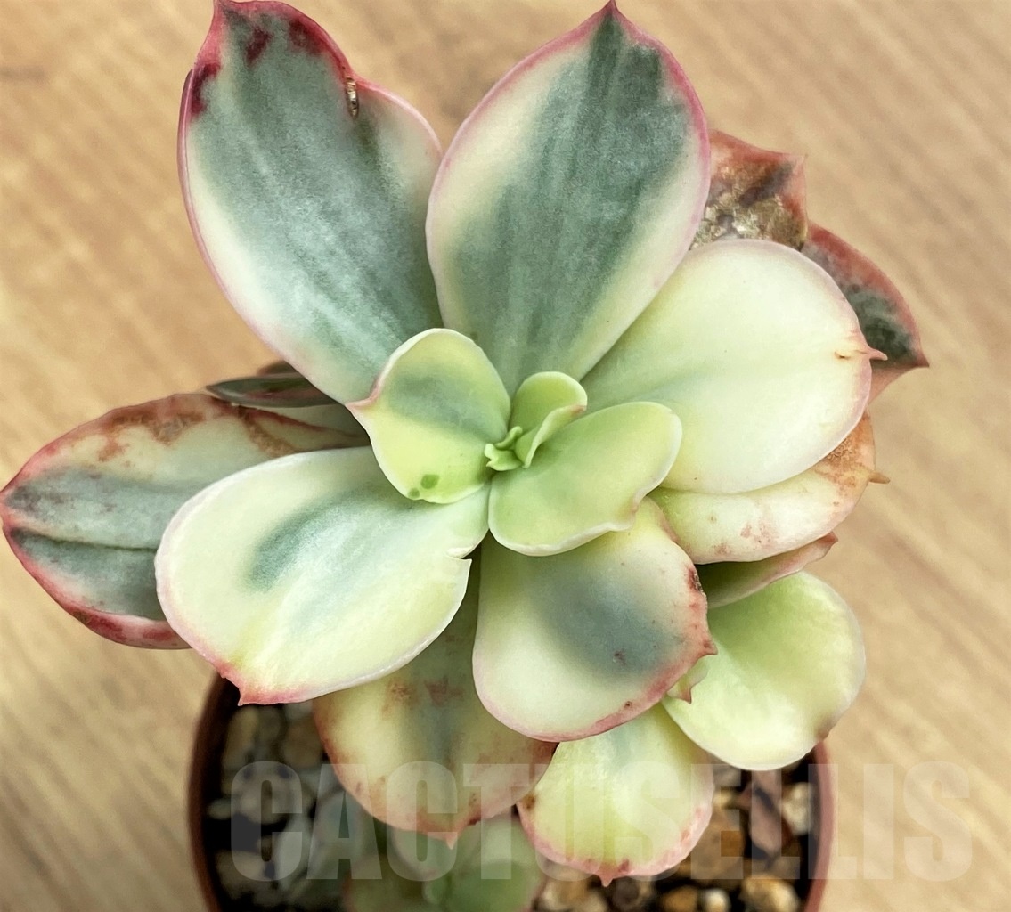 SHPR10693 Echeveria'Suyon'Variegata