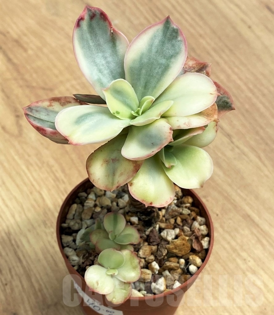 SHPR10693 Echeveria'Suyon'Variegata – Bild 2