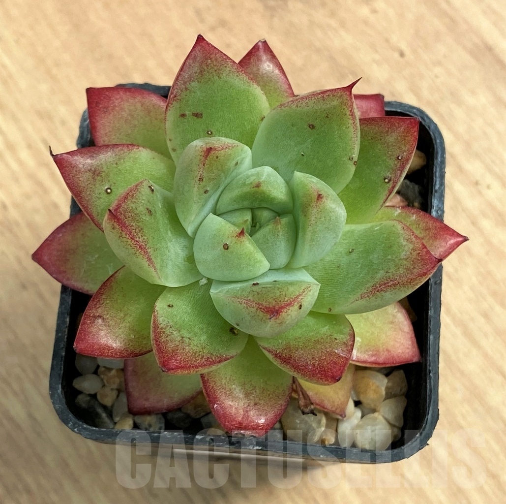 SHPR10694 Echeveria agavoides 'Frank Reinelt'
