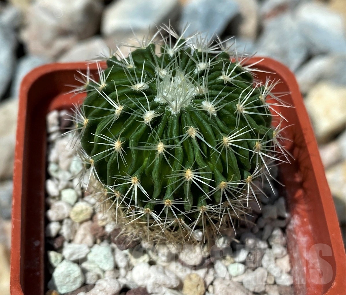 SHPR10620 Echinofossulocactus multicostatus 'Supermulti' SB 1147
