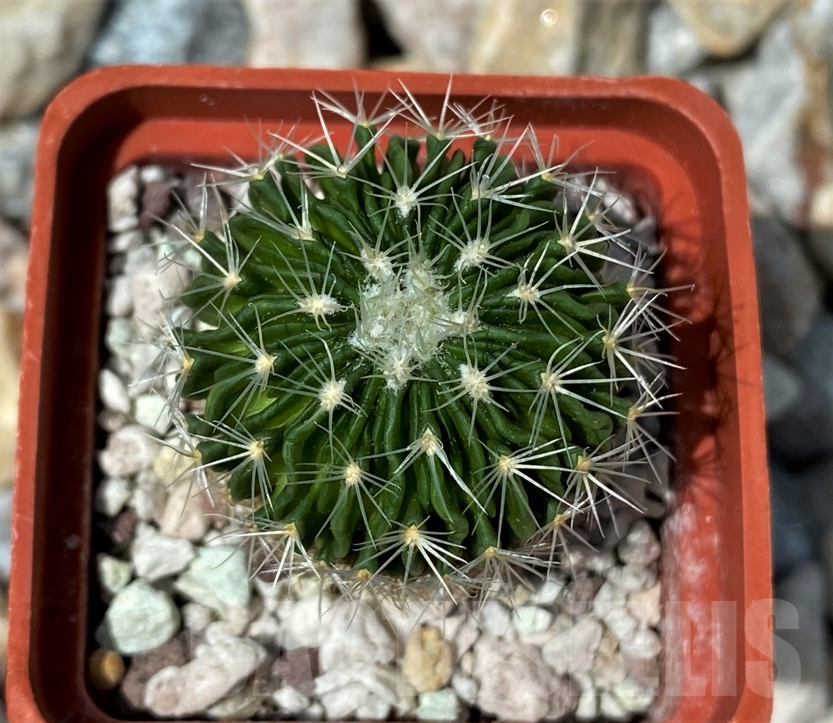 SHPR10620 Echinofossulocactus multicostatus 'Supermulti' SB 1147 - Image 2