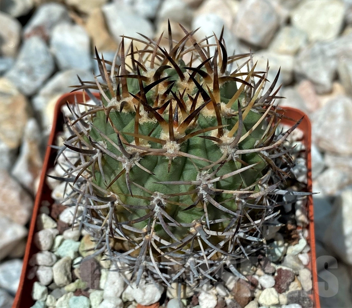 SHPR10621 Eriosyce aurata PV-2058