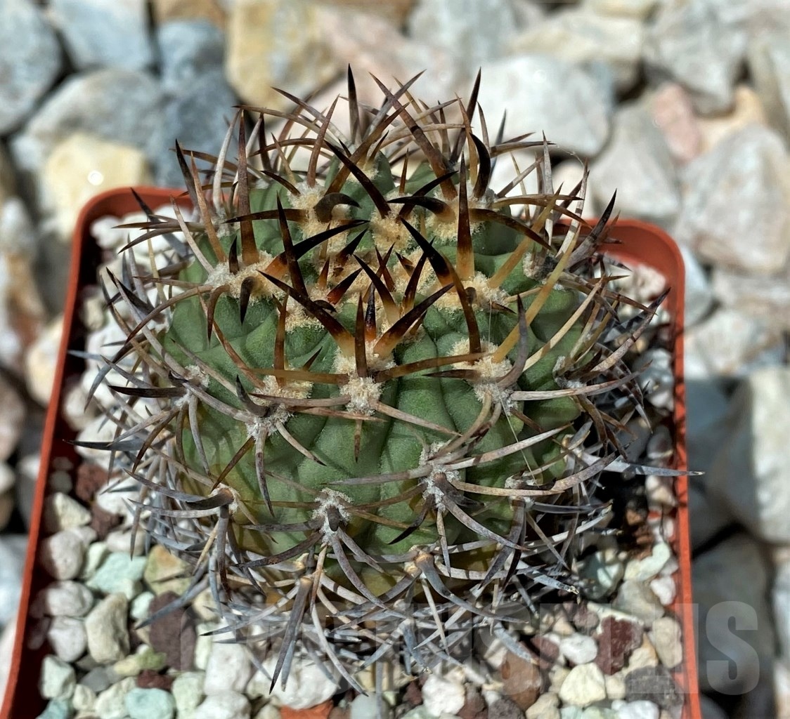 SHPR10621 Eriosyce aurata PV-2058 - Image 2