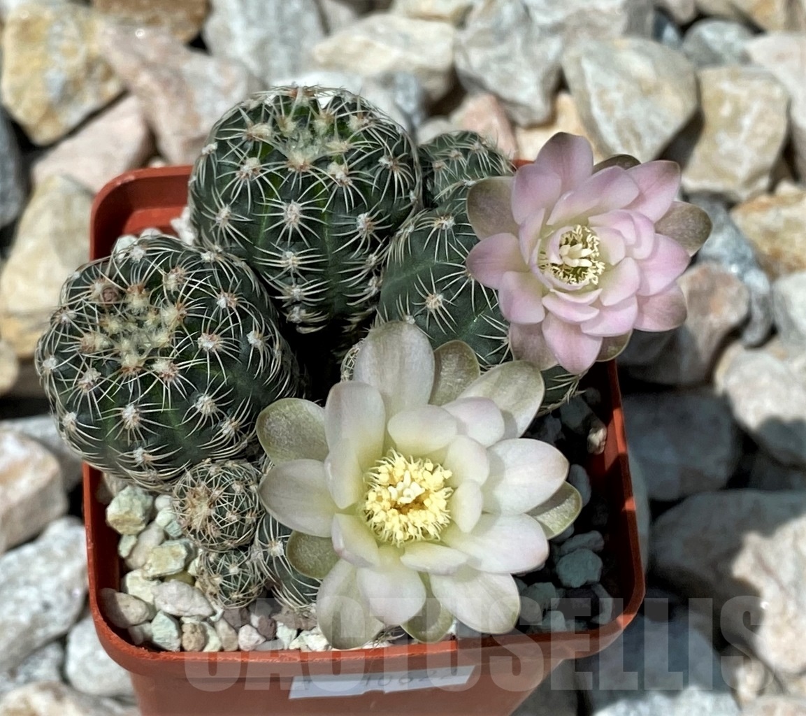 SHPR10622 Gymnocalycium bruchii - Image 2