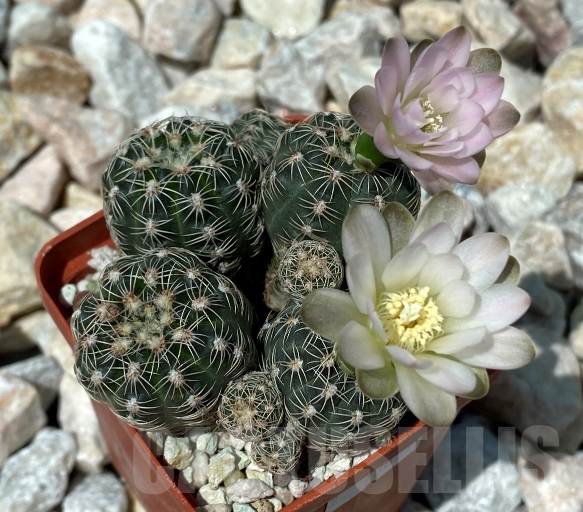 SHPR10622 Gymnocalycium bruchii