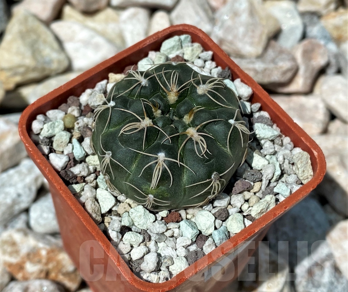 SHPR10623 Gymnocalycium calochlorum