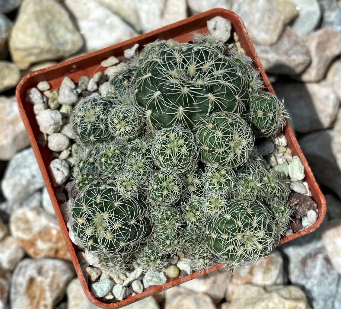 SHPR10624 Gymnocalycium bruchii var. niveum ST0028 -SAN ANTONIO-