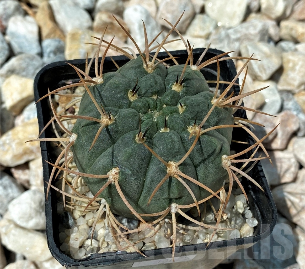 SHPR10625 Gymnocalycium bayrianum L115