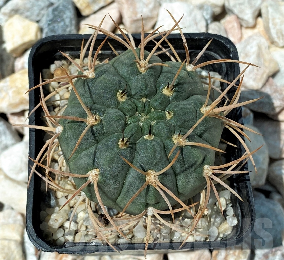 SHPR10625 Gymnocalycium bayrianum L115 - Imagen 2