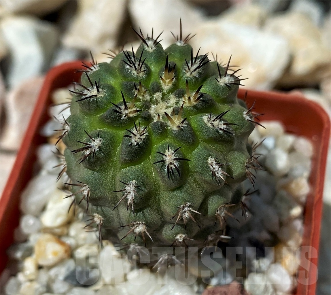 SHPR10627 Neochilenia simulans