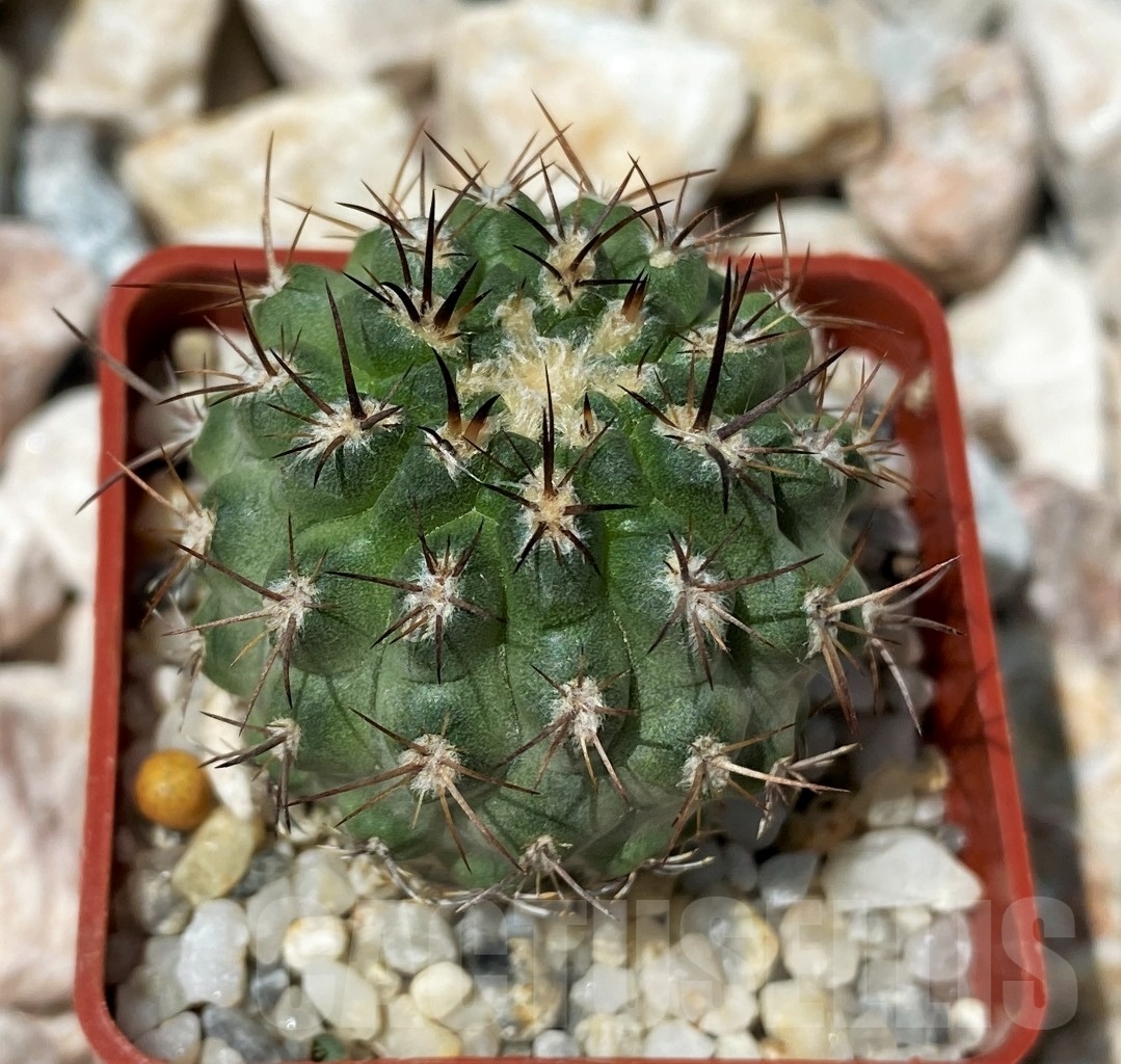 SHPR10628 Neochilenia simulans - Obrázek 2