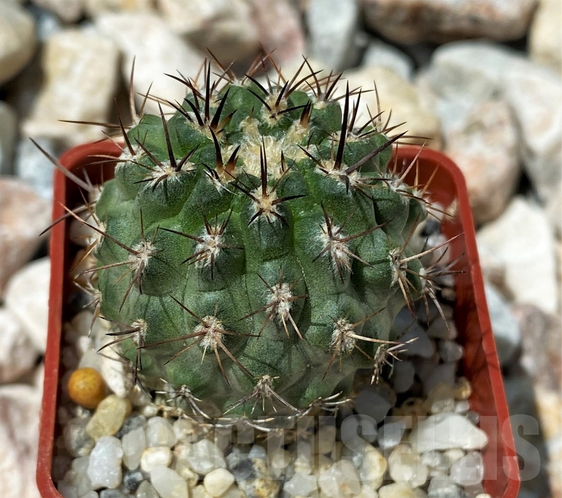 SHPR10628 Neochilenia simulans