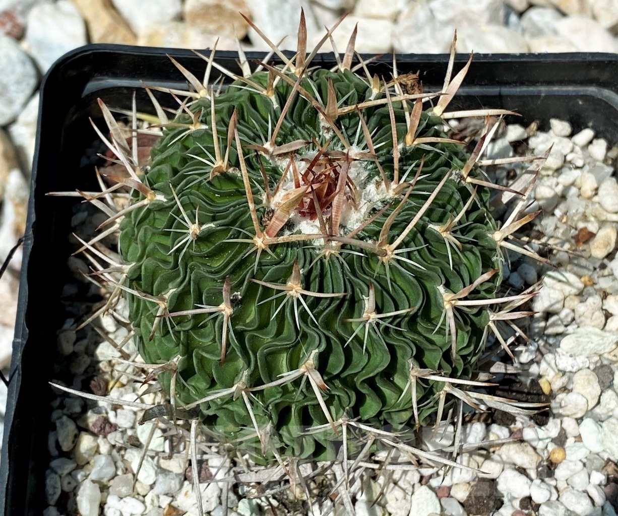 SHPR10630 Echinofossulocactus multicostatus - Imagen 2