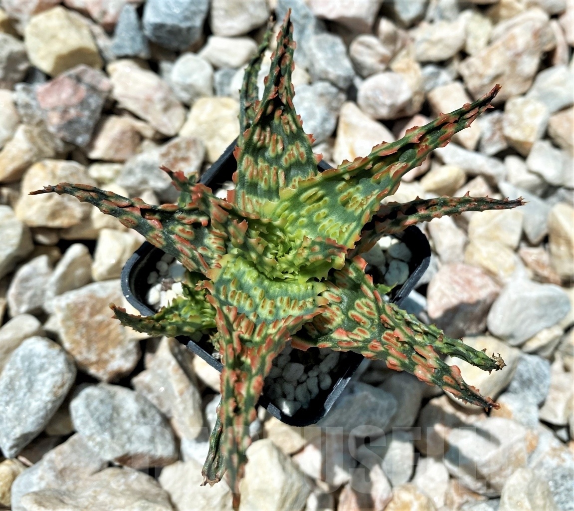 SHPR10699 Aloe Hybrid