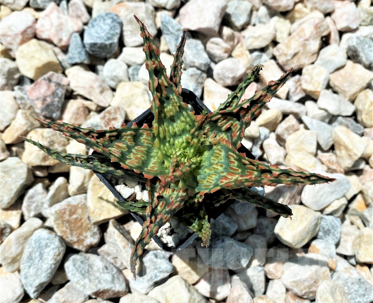 SHPR10699 Aloe Hybrid – Bild 2