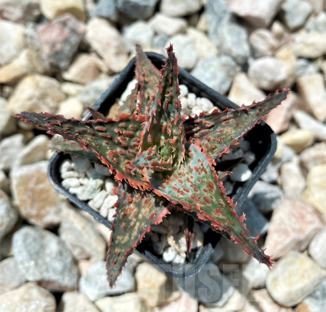 SHPR10698 Aloe TCT Hybrid