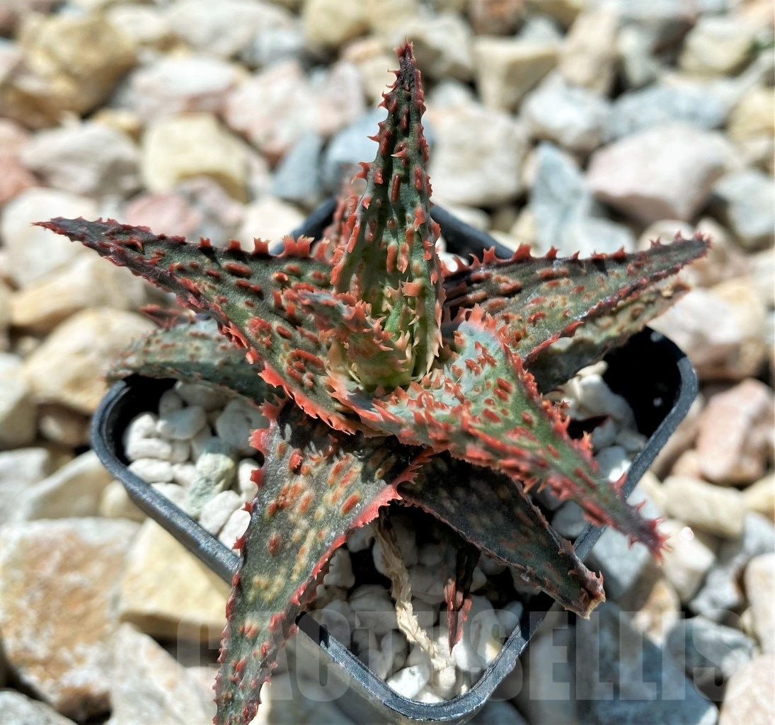 SHPR10698 Aloe TCT Hybrid - Image 2