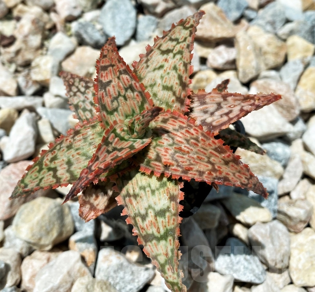 SHPR10700 Aloe Hybrid Vito x cv. Franko