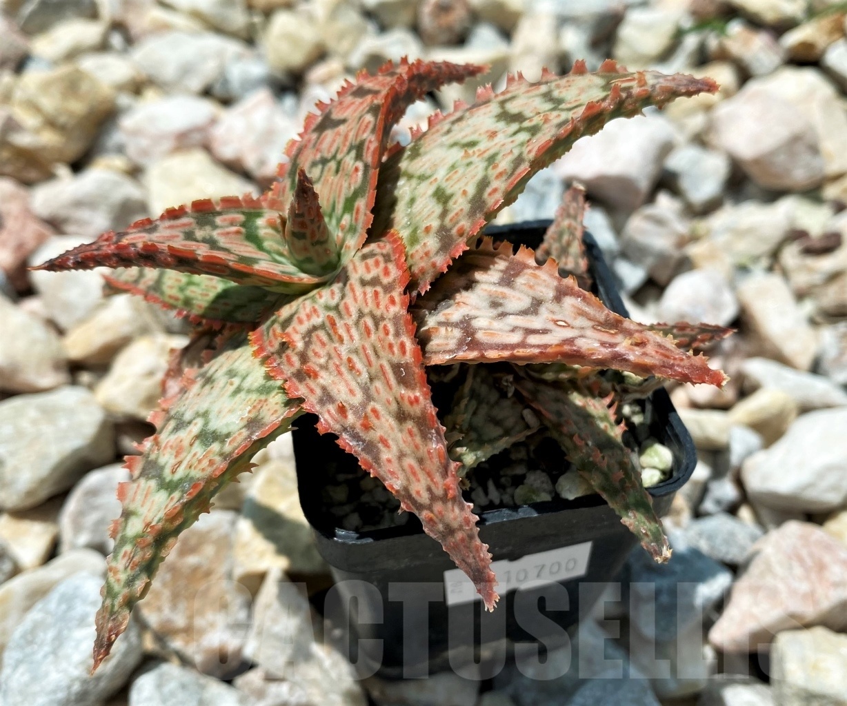 SHPR10700 Aloe Hybrid Vito x cv. Franko - Image 2