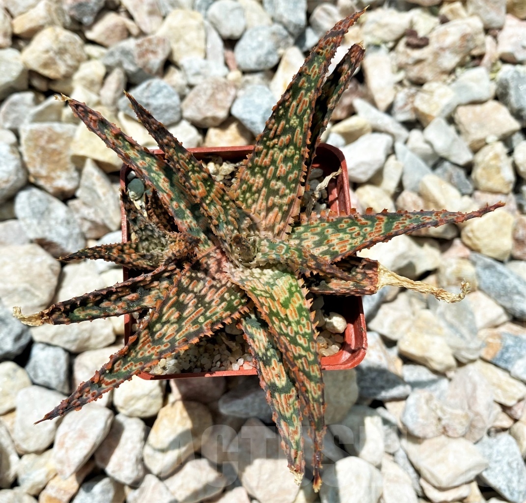 SHPR10701 Aloe Hybrid