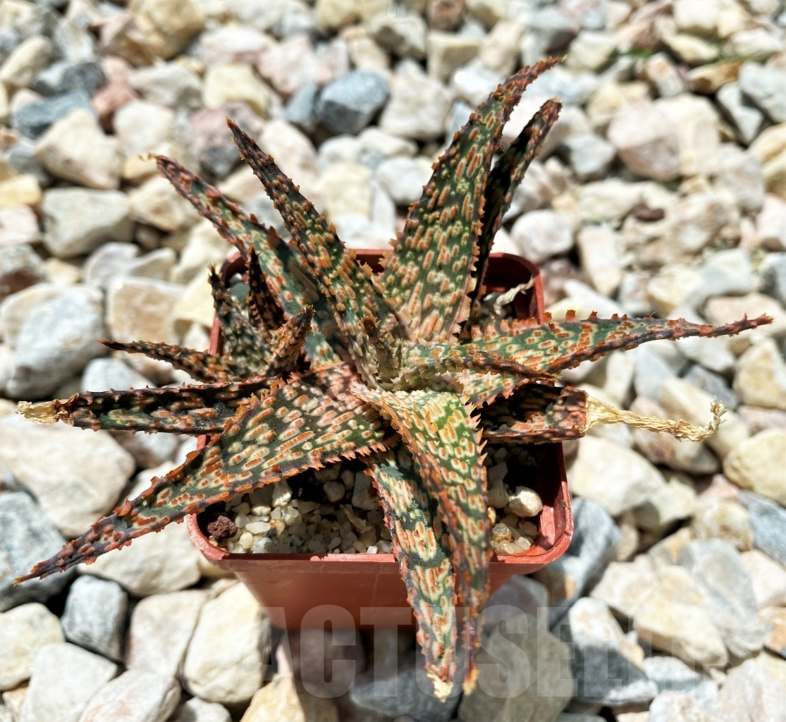 SHPR10701 Aloe Hybrid - Image 2