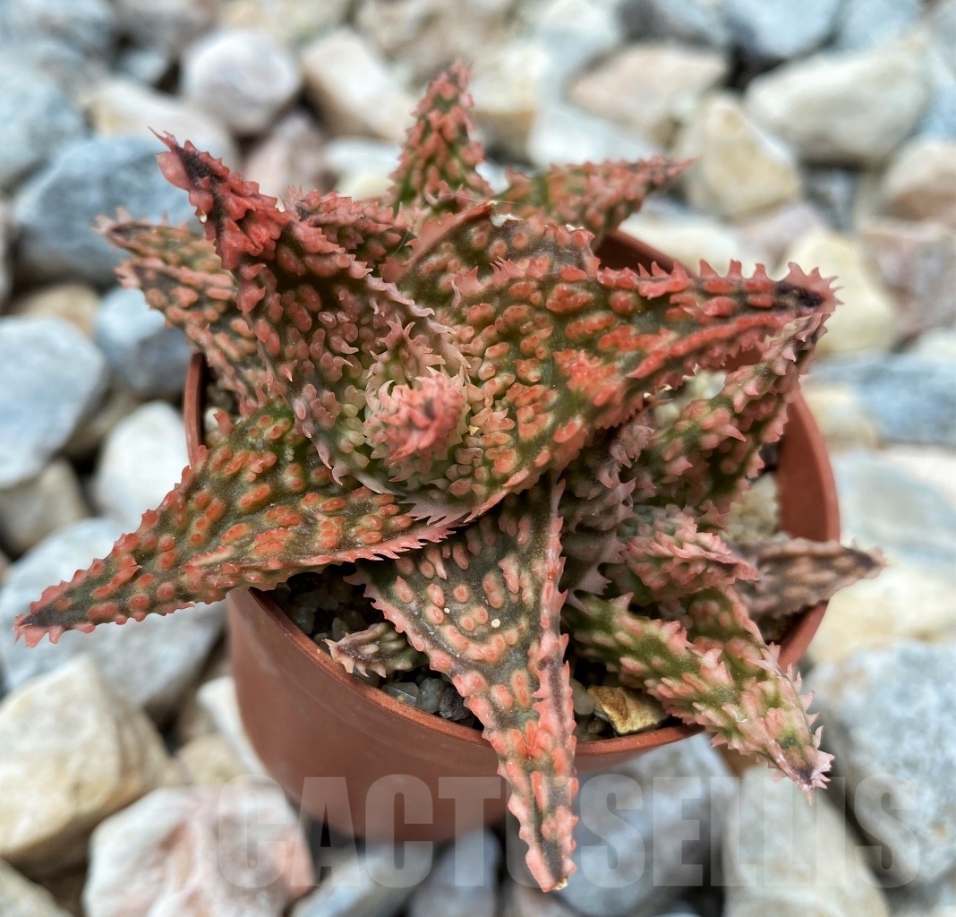 SHPR10709 Aloe Hybrid