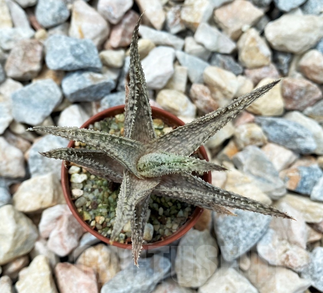 SHPR10710 Aloe Hybrid