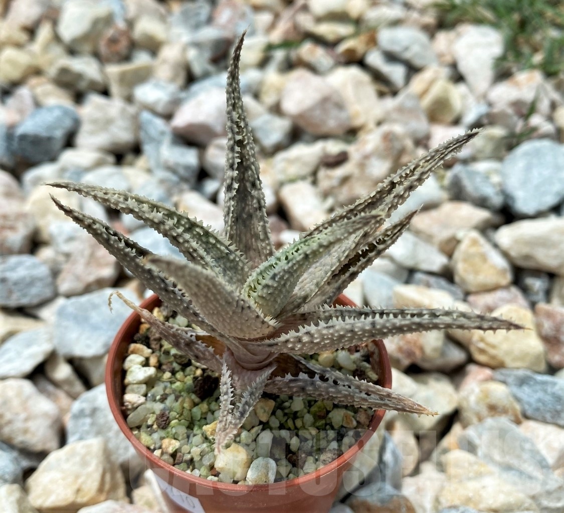 SHPR10710 Aloe Hybrid – Bild 2