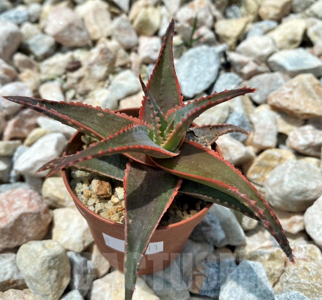 SHPR10711 Aloe Hybrid – Bild 2