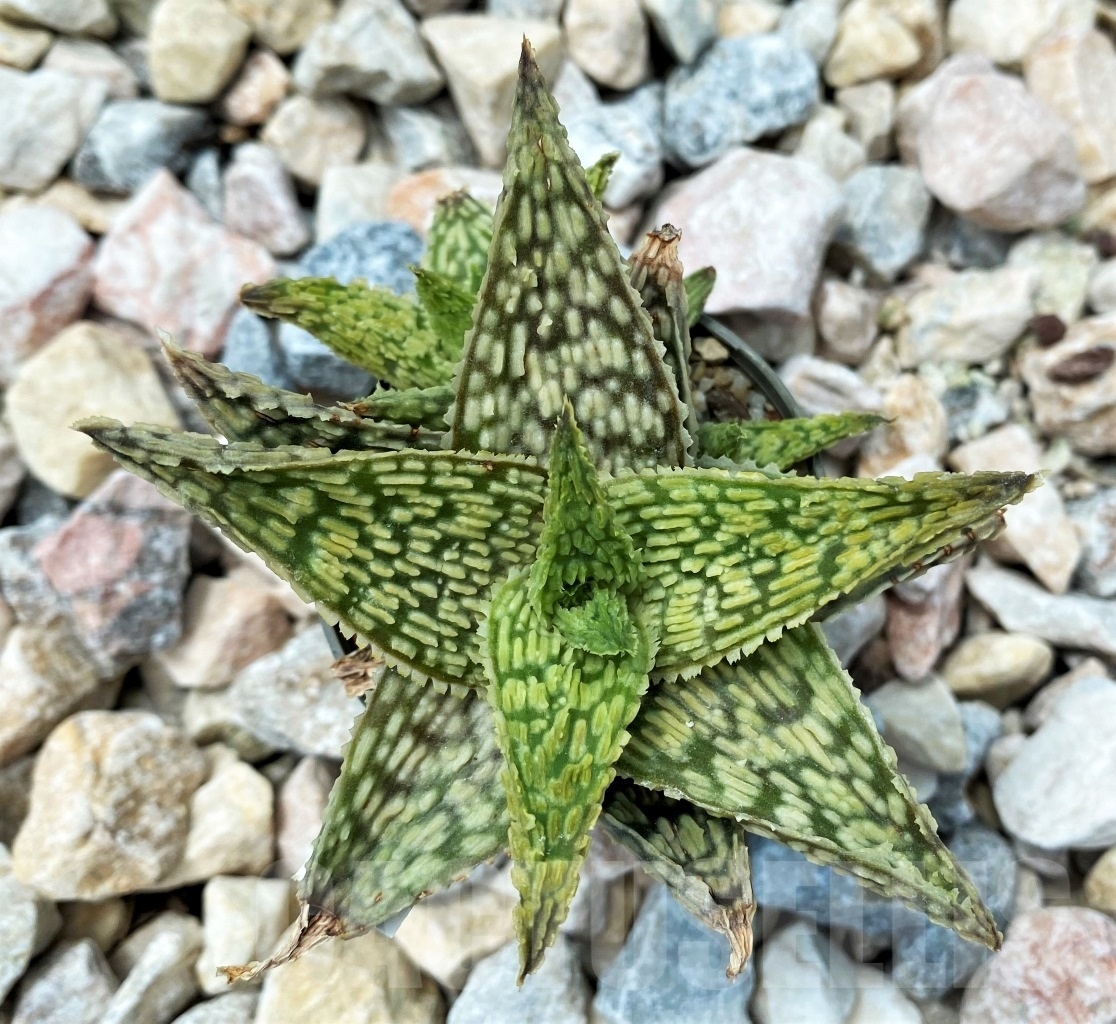 SHPR10712 Aloe Hybrid