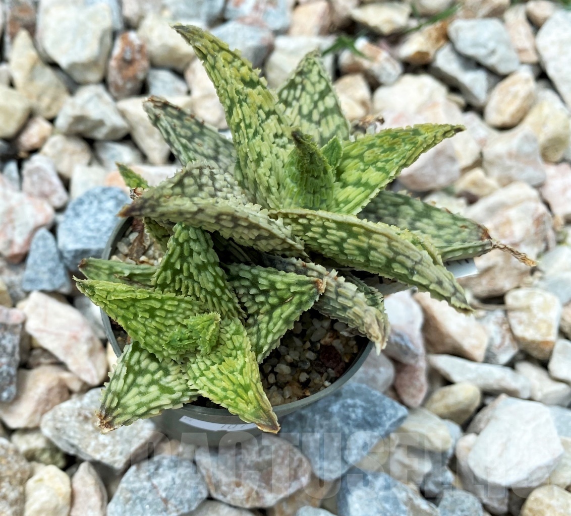 SHPR10712 Aloe Hybrid – Bild 2