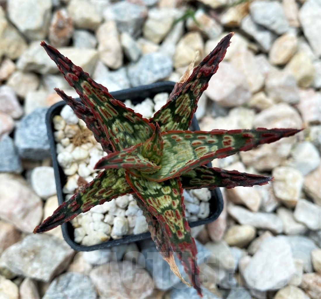 SHPR10713 Aloe Hybrid