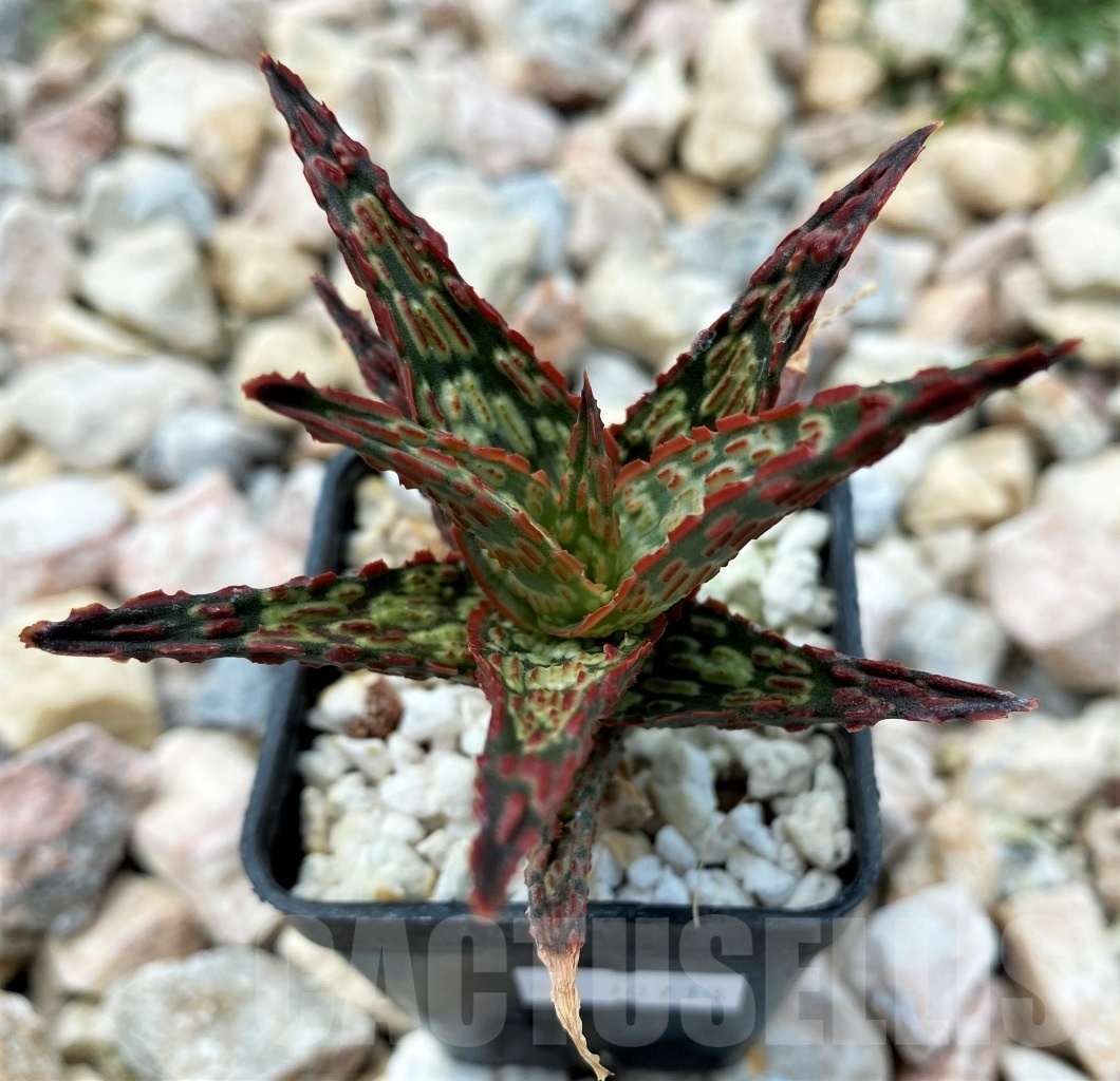 SHPR10713 Aloe Hybrid – Bild 2