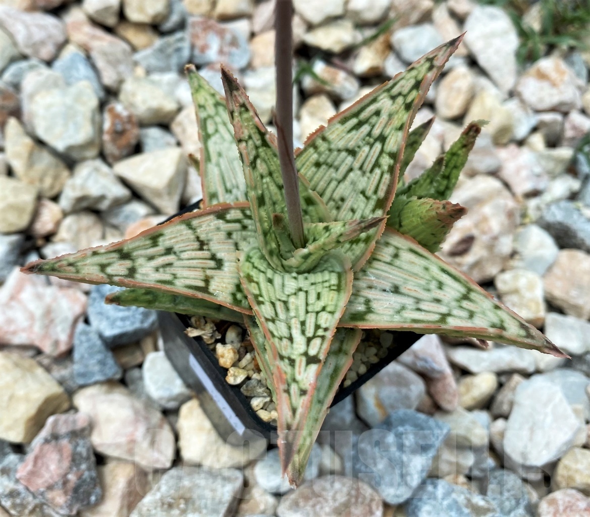 SHPR10714 Aloe Hybrid